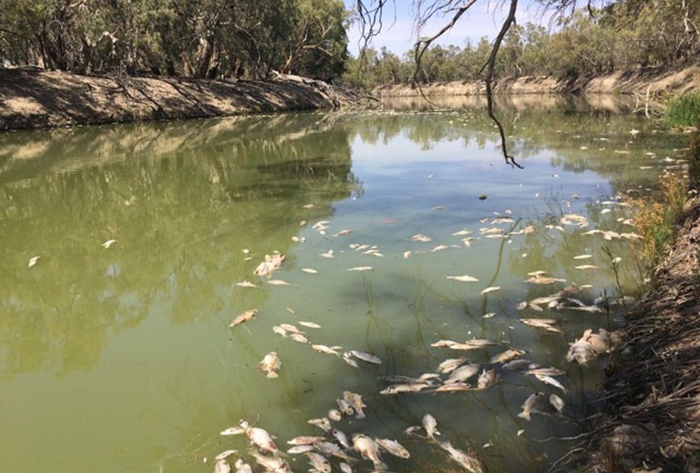 Algal blooms and fish kills after bushfires